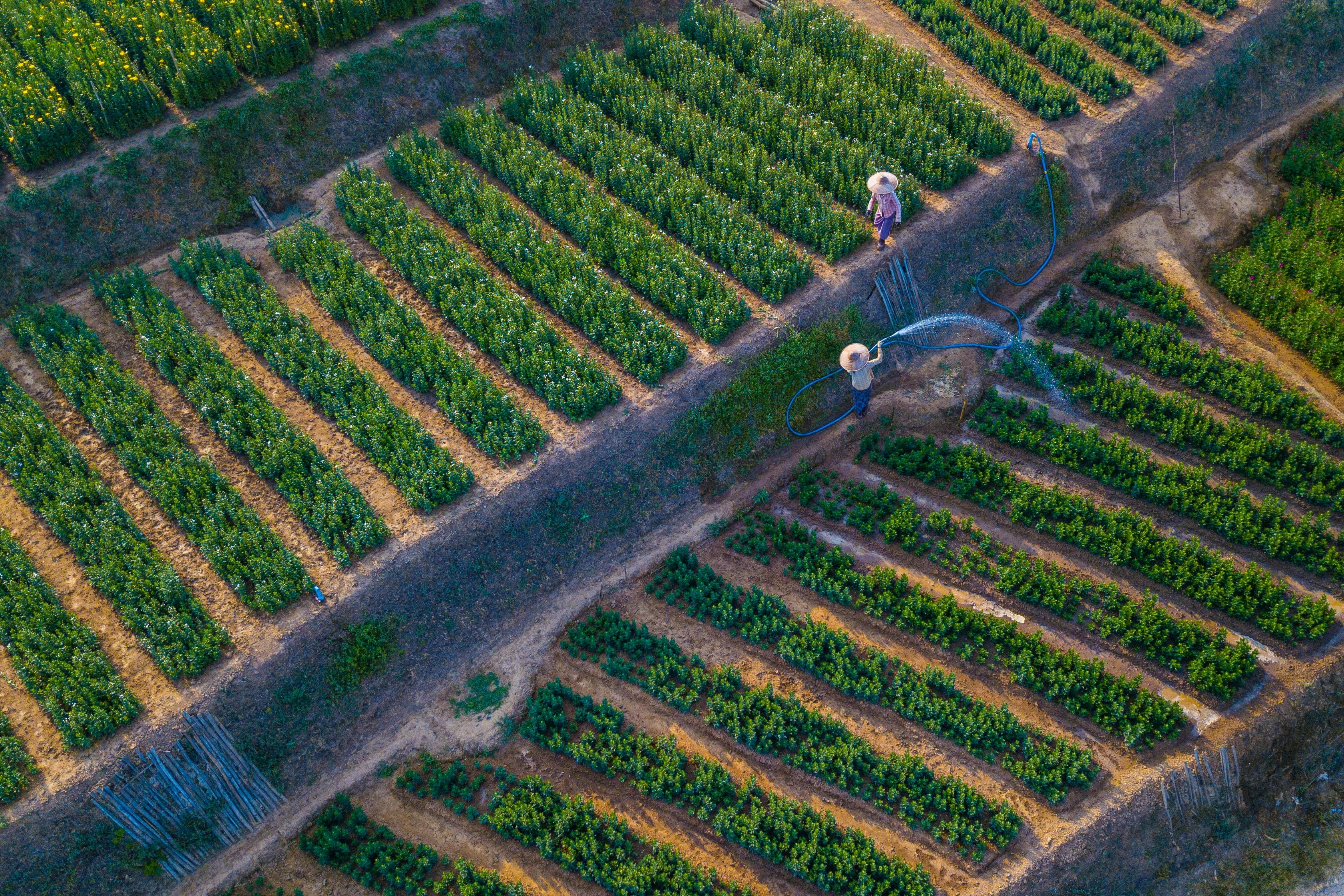Precision agriculture from above